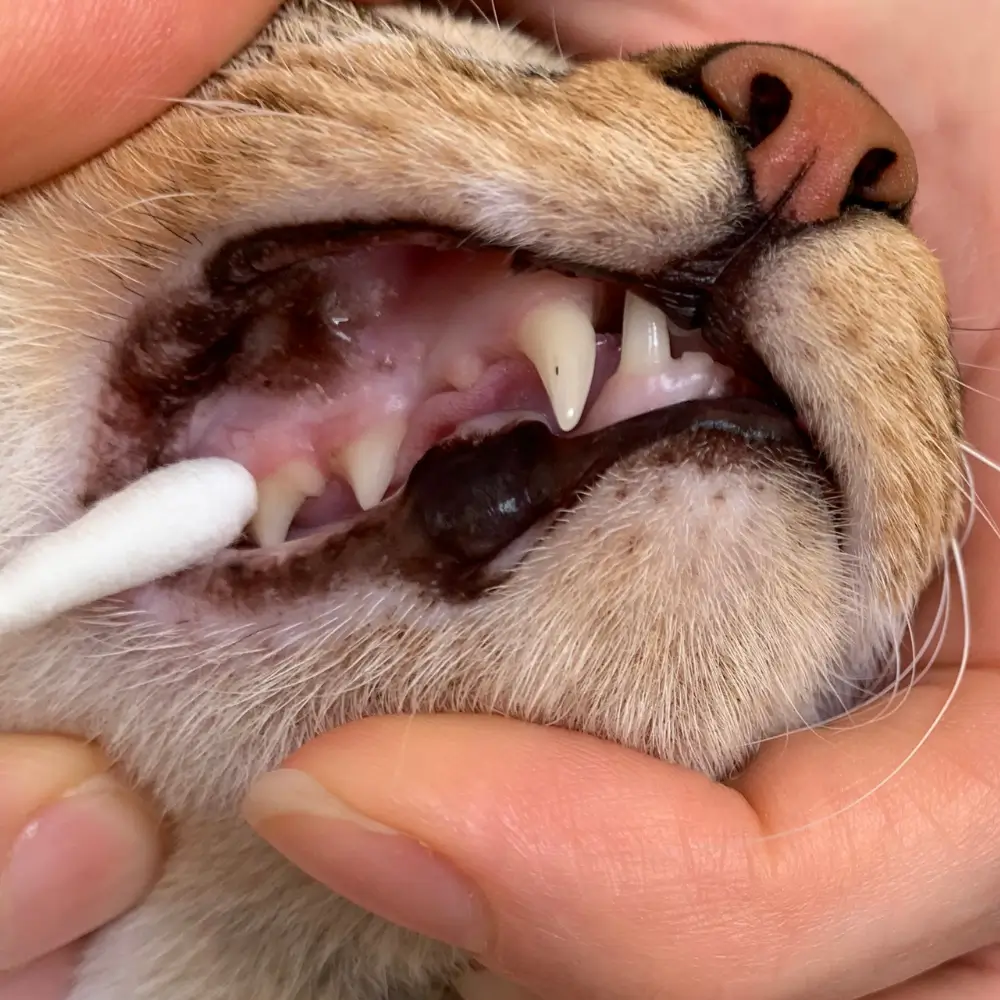 6 Ways to Keep Cats Teeth Clean (With & Without Brushing)